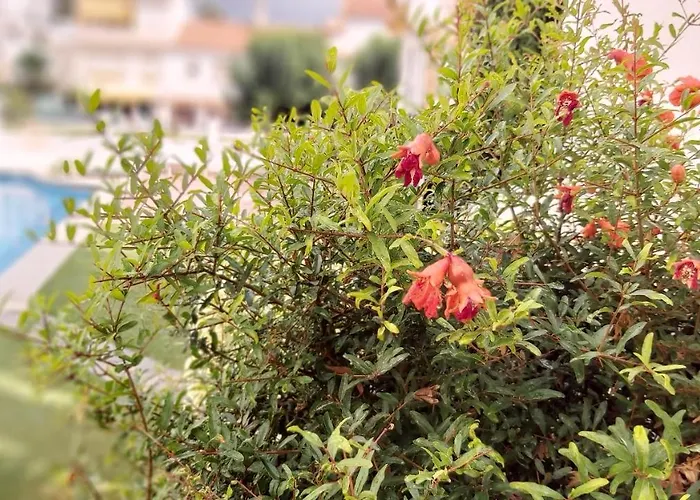 Lägenhet Del Parque Flats Meseta Swimmingpool Torremolinos